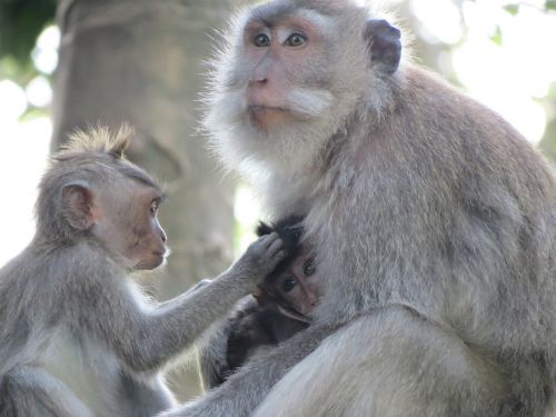 https://www.needpix.com/photo/1110749/monkey-indonesia-bali-macaques-monkey-cub-animal-free-pictures-free-photos-free-images Author: luccie3 (pixabay.com)