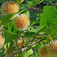 Bilinga