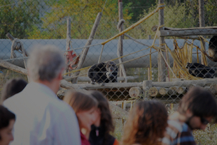 Visites per a casals de gent gran